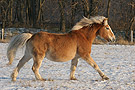 galoppierender_Haflinger_im_Schnee.jpg galoppierender_Haflinger_im_Schnee.jpg