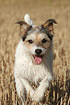 hundefotos parson_russell_terrier