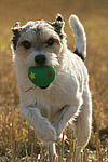 hundefotos parson_russell_terrier