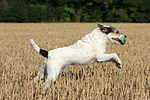 hundefotos parson_russell_terrier