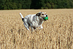 hundefotos parson_russell_terrier