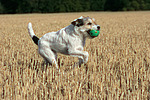 hundefotos parson_russell_terrier