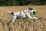 hundefotos parson_russell_terrier