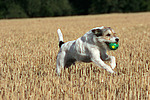 hundefotos parson_russell_terrier