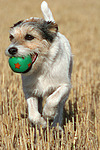 hundefotos parson_russell_terrier
