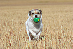 hundefotos parson_russell_terrier