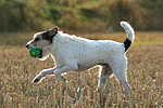 hundefotos parson_russell_terrier