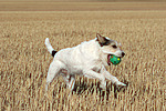 hundefotos parson_russell_terrier