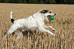 hundefotos parson_russell_terrier