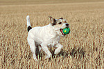 hundefotos parson_russell_terrier