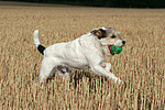 hundefotos parson_russell_terrier
