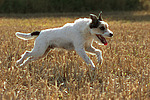 hundefotos parson_russell_terrier