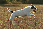hundefotos parson_russell_terrier