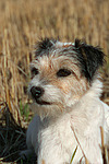hundefotos parson_russell_terrier