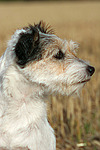 hundefotos parson_russell_terrier