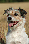 hundefotos parson_russell_terrier