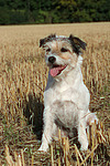 hundefotos parson_russell_terrier