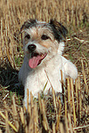hundefotos parson_russell_terrier