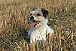 hundefotos parson_russell_terrier