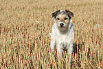 hundefotos parson_russell_terrier