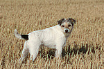 hundefotos parson_russell_terrier