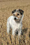 hundefotos parson_russell_terrier