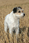 hundefotos parson_russell_terrier
