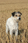 hundefotos parson_russell_terrier