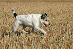 hundefotos parson_russell_terrier
