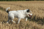 hundefotos parson_russell_terrier
