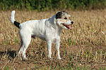 hundefotos parson_russell_terrier