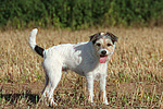 hundefotos parson_russell_terrier