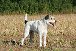 hundefotos parson_russell_terrier