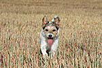 hundefotos parson_russell_terrier