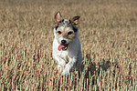 hundefotos parson_russell_terrier