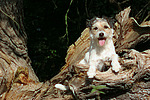 hundefotos parson_russell_terrier