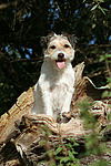 hundefotos parson_russell_terrier