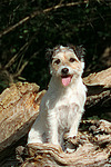 hundefotos parson_russell_terrier