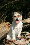 hundefotos parson_russell_terrier