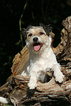 hundefotos parson_russell_terrier