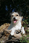 hundefotos parson_russell_terrier