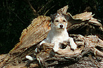 hundefotos parson_russell_terrier
