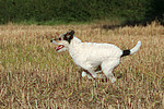 hundefotos parson_russell_terrier