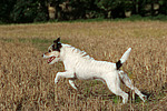 hundefotos parson_russell_terrier