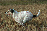 hundefotos parson_russell_terrier