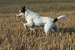 hundefotos parson_russell_terrier