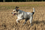 hundefotos parson_russell_terrier