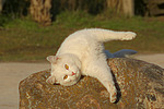 katzenfotos hauskatze