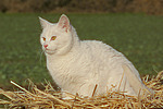 katzenfotos hauskatze