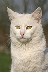 katzenfotos hauskatze